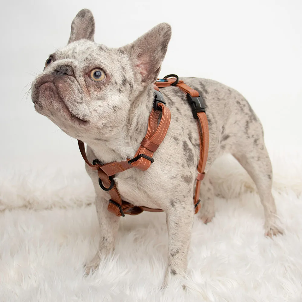 Adjustable Pet Health Strap Harness | Sprung