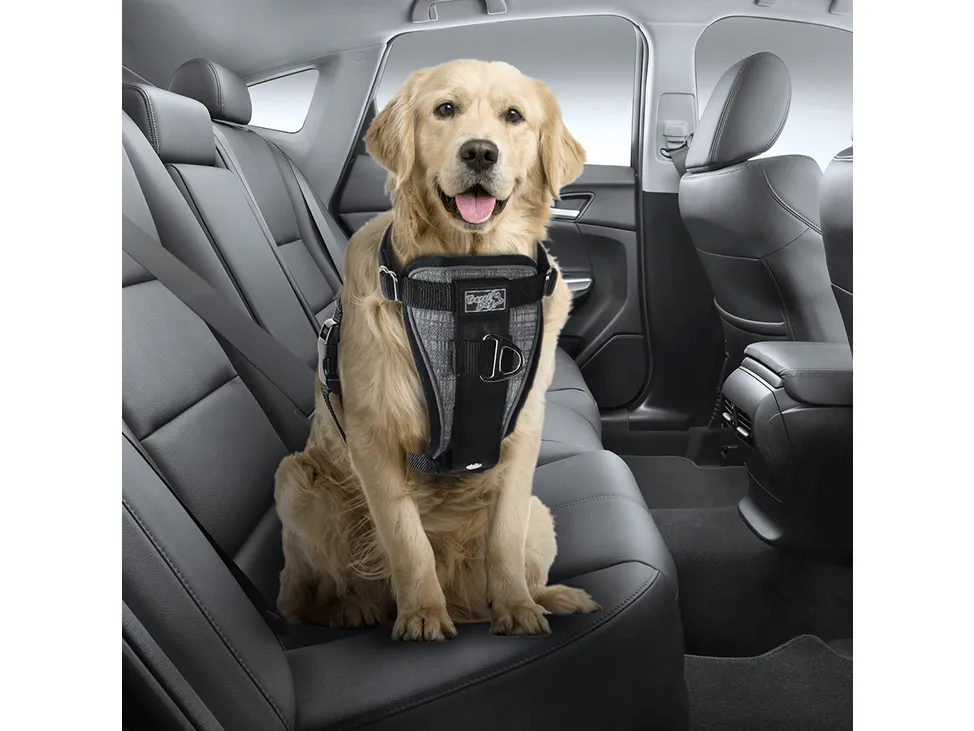 AFP Travel-Car Seat Harness