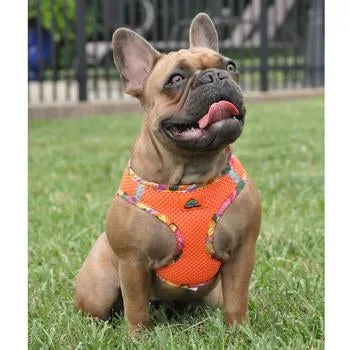 American River Dog Harness - Hawaiian Orange