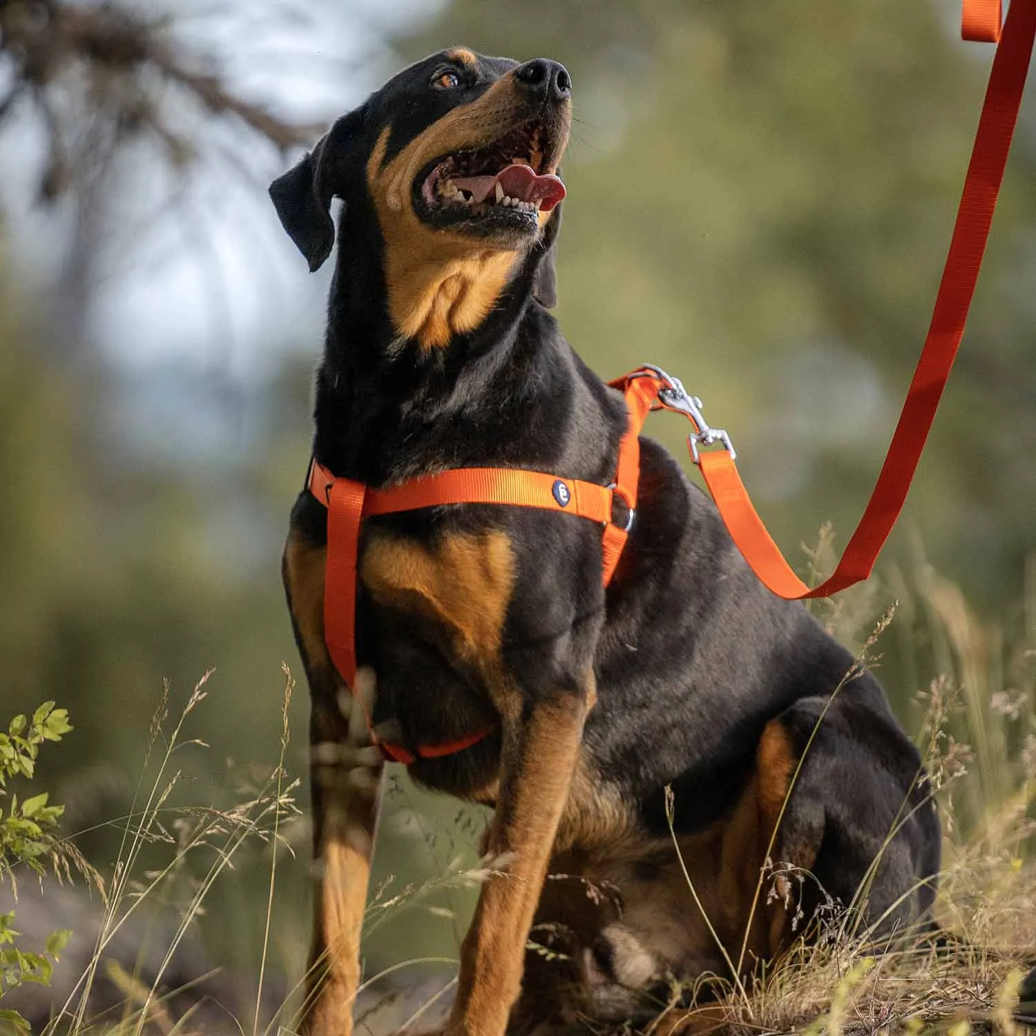 Classic Solid Color Adjustable Dog Harness, Yellow/Orange