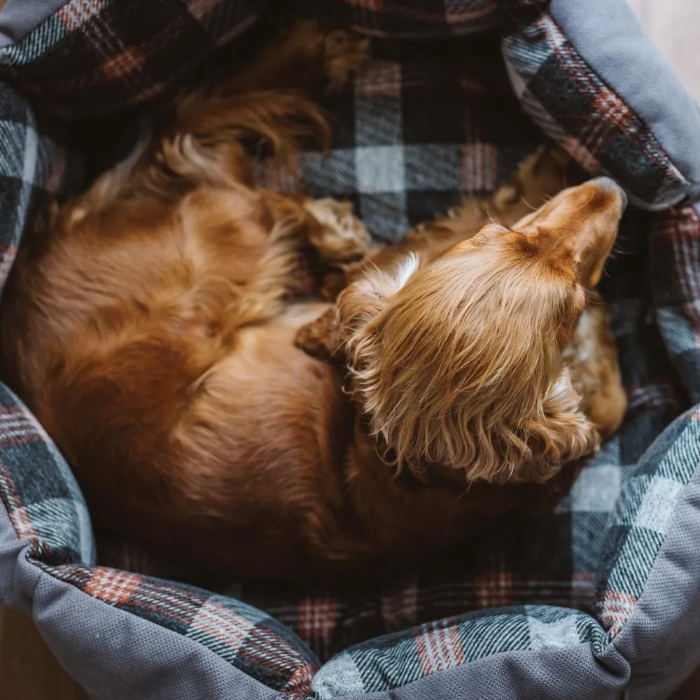 Cuddler Pet Bed