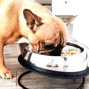 Enhanced Pet Bowl For French Bulldog