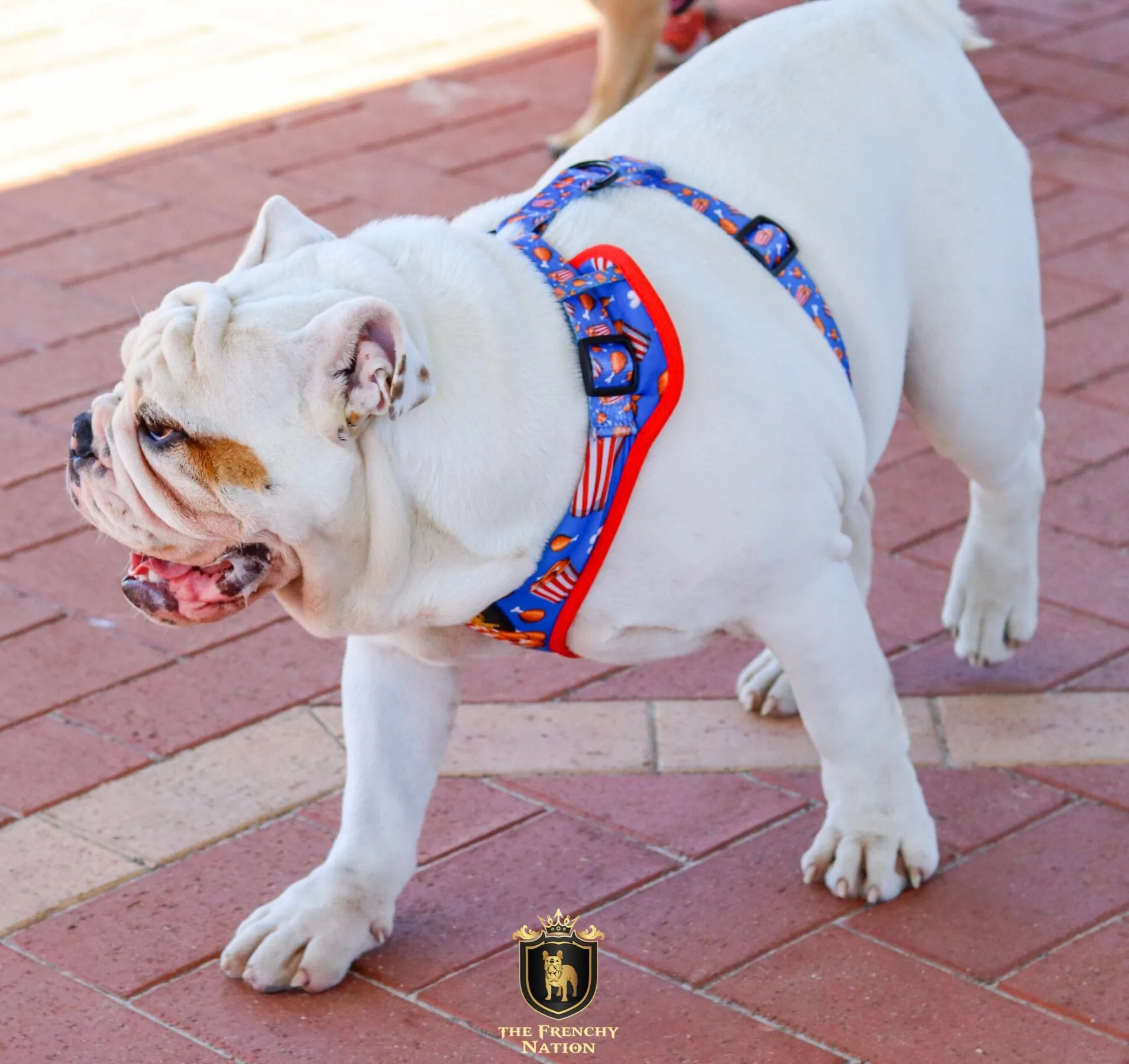 “Finger Licking Good"  Adjustable Harness ✨Bulldog collection ✨