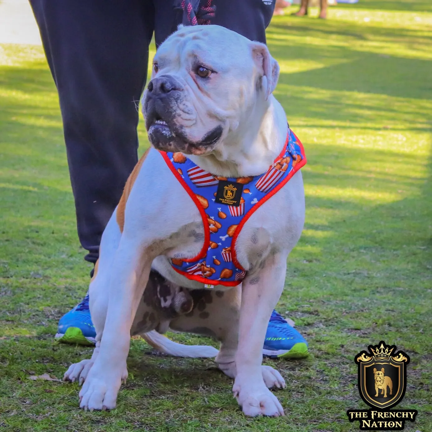 “Finger Licking Good"  Adjustable Harness ✨Bulldog collection ✨