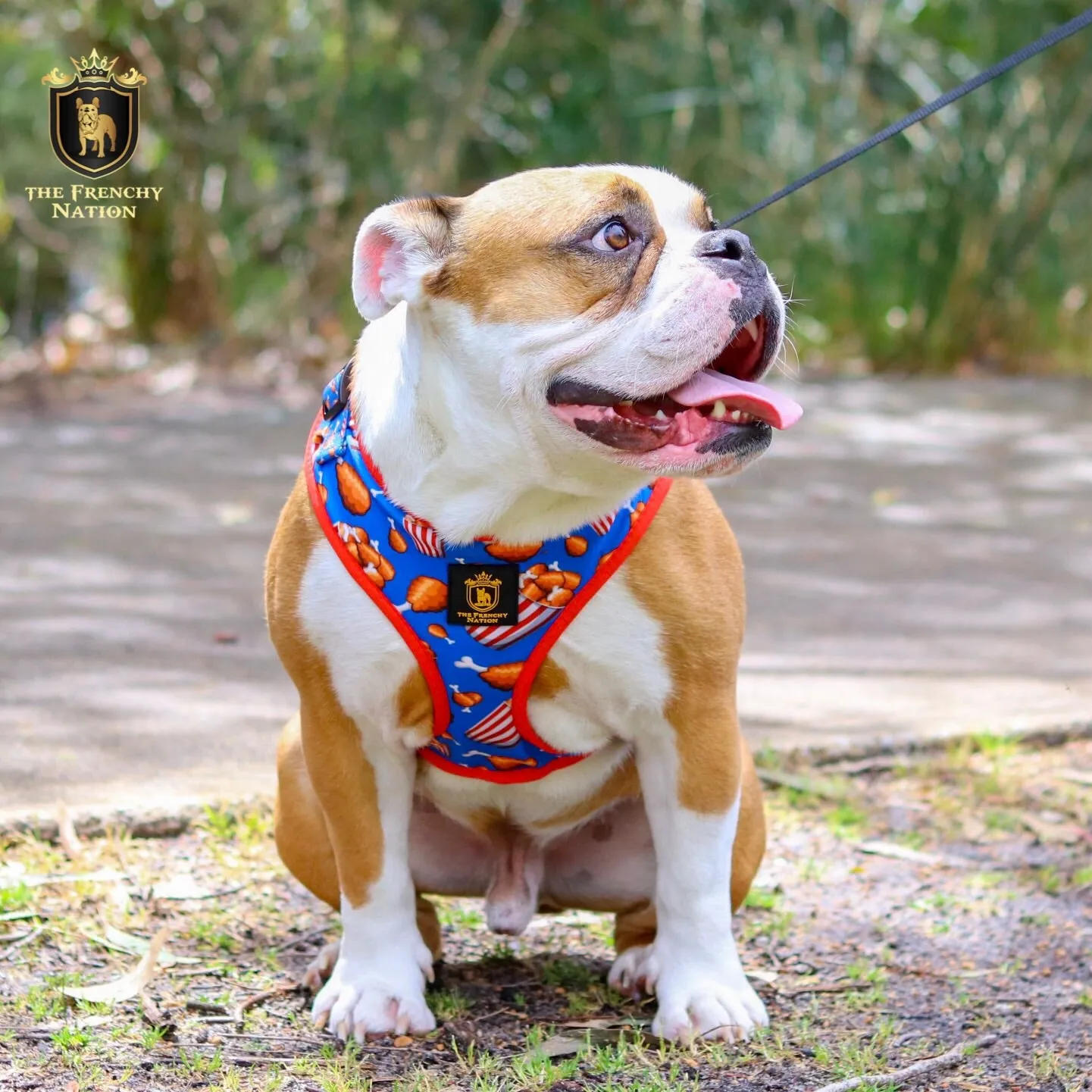 “Finger Licking Good"  Adjustable Harness ✨Bulldog collection ✨