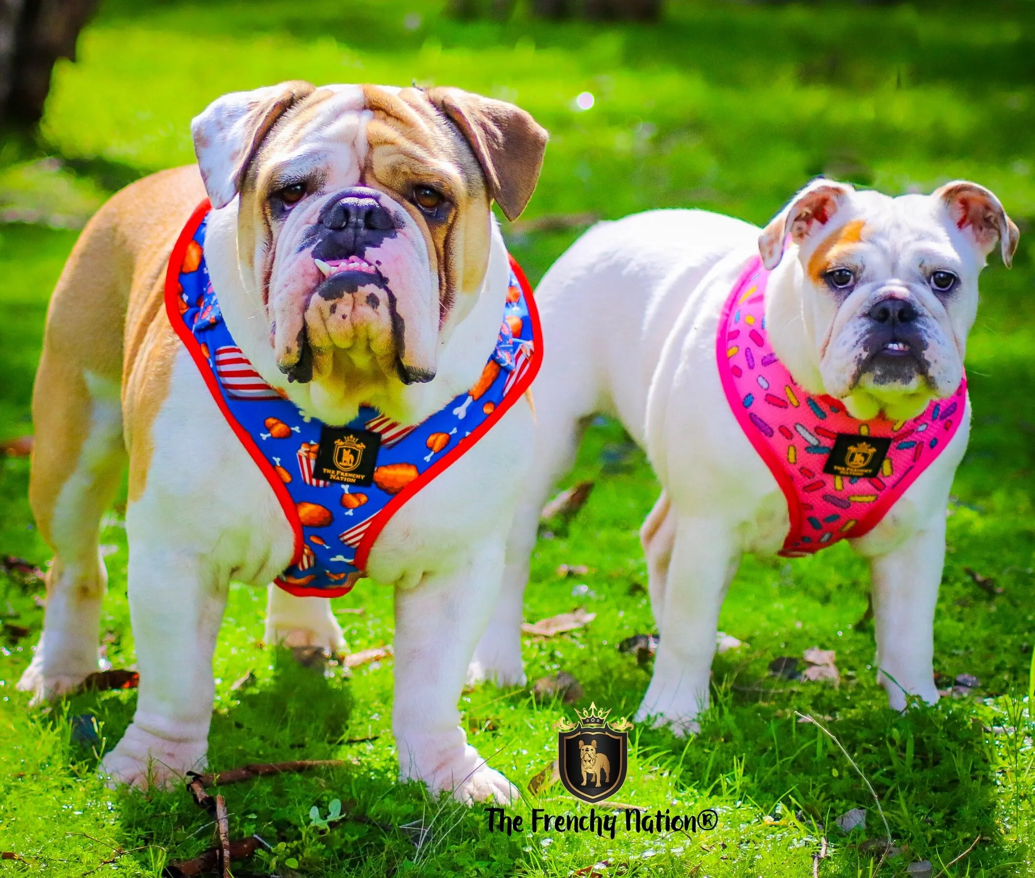 “Finger Licking Good"  Adjustable Harness ✨Bulldog collection ✨