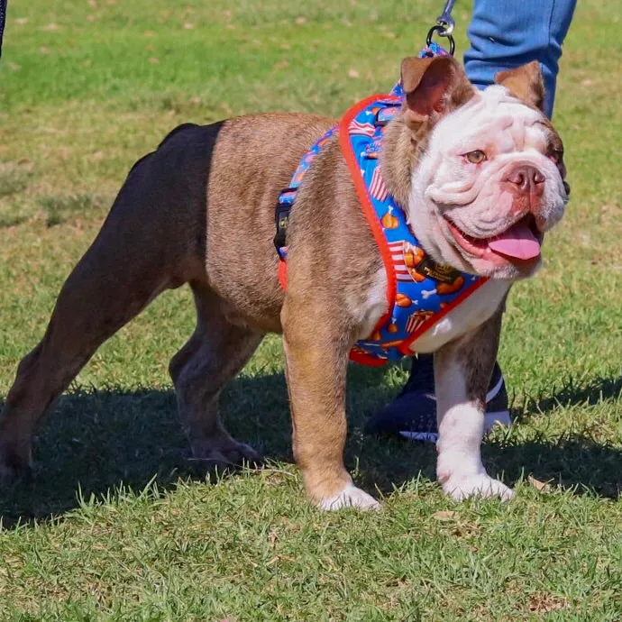 “Finger Licking Good"  Adjustable Harness ✨Bulldog collection ✨