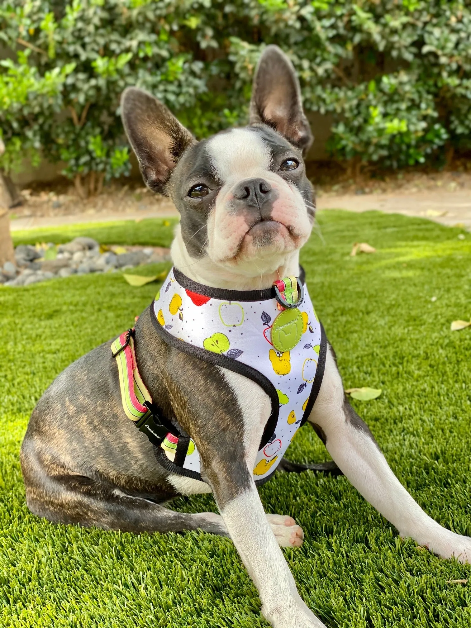 Frenchiestore Reversible Dog Health Harness | Apple