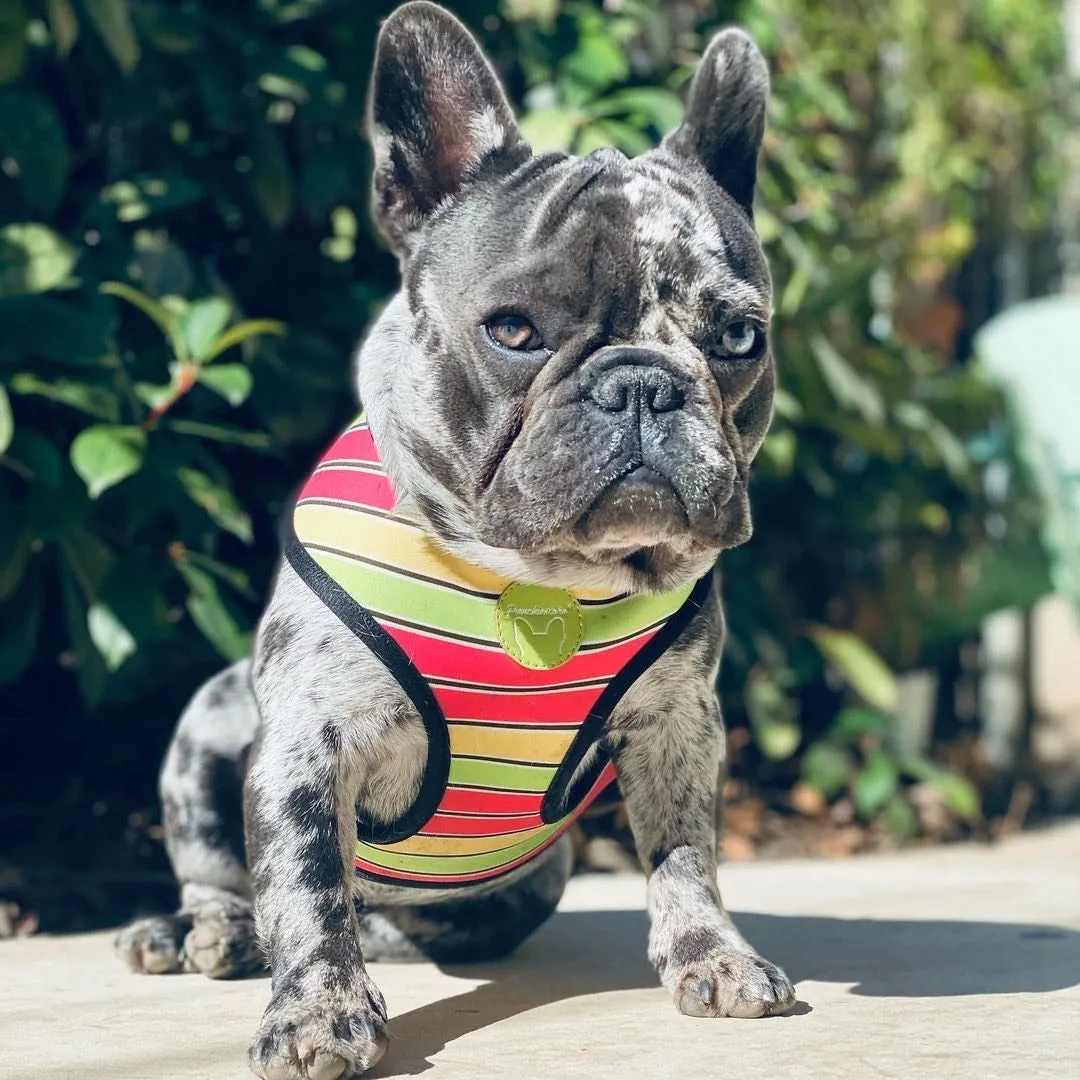 Frenchiestore Reversible Dog Health Harness | Apple