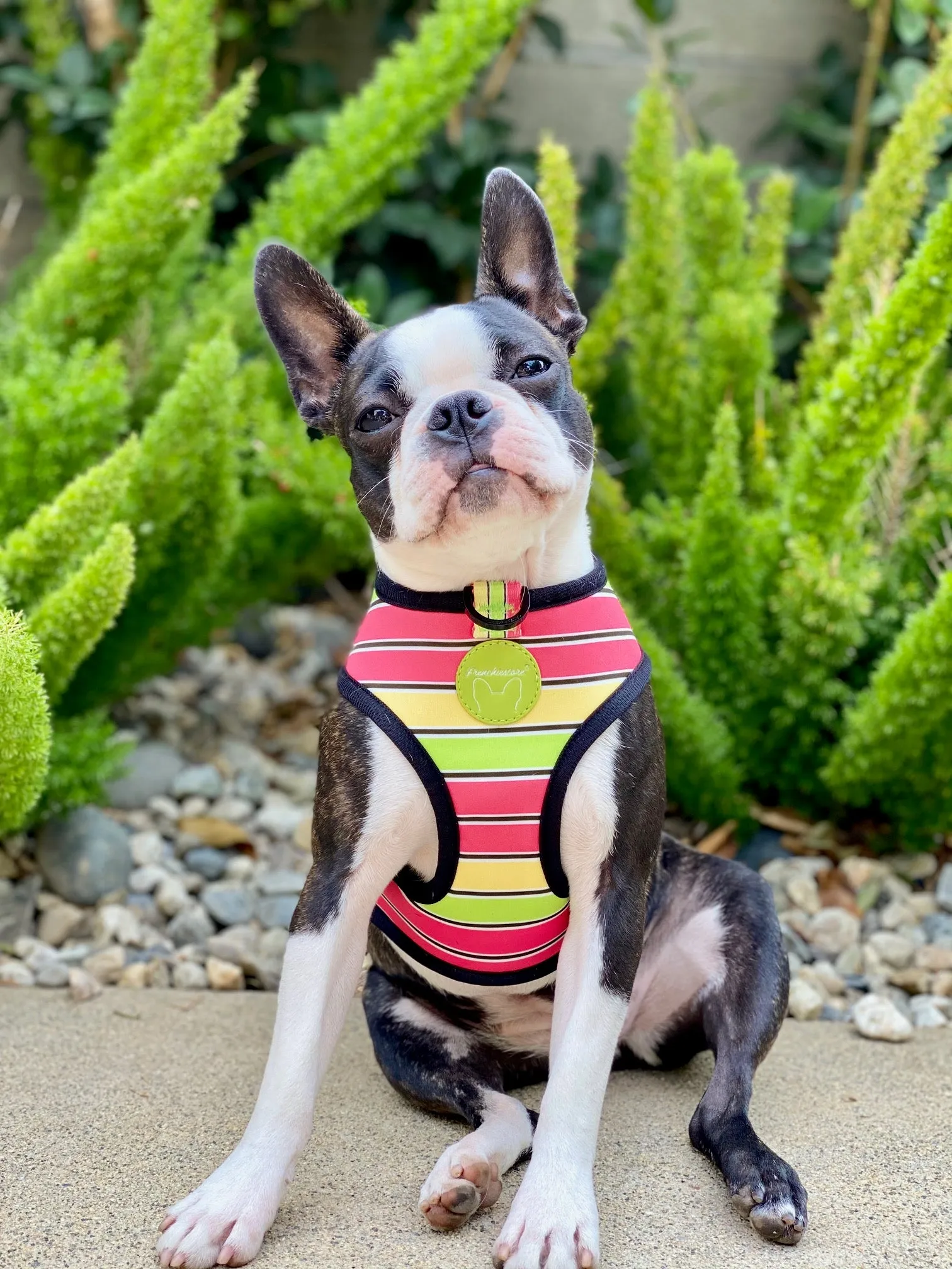 Frenchiestore Reversible Dog Health Harness | Apple