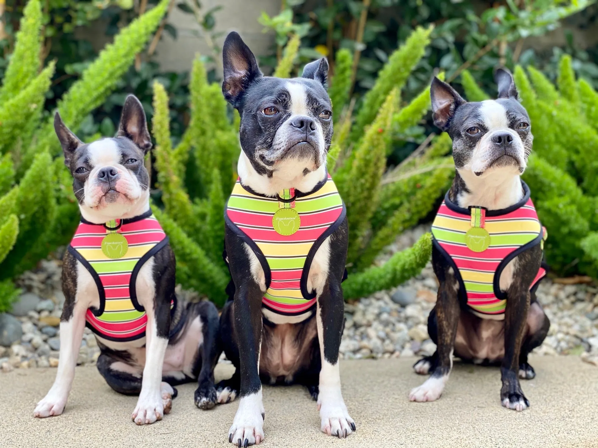 Frenchiestore Reversible Dog Health Harness | Apple