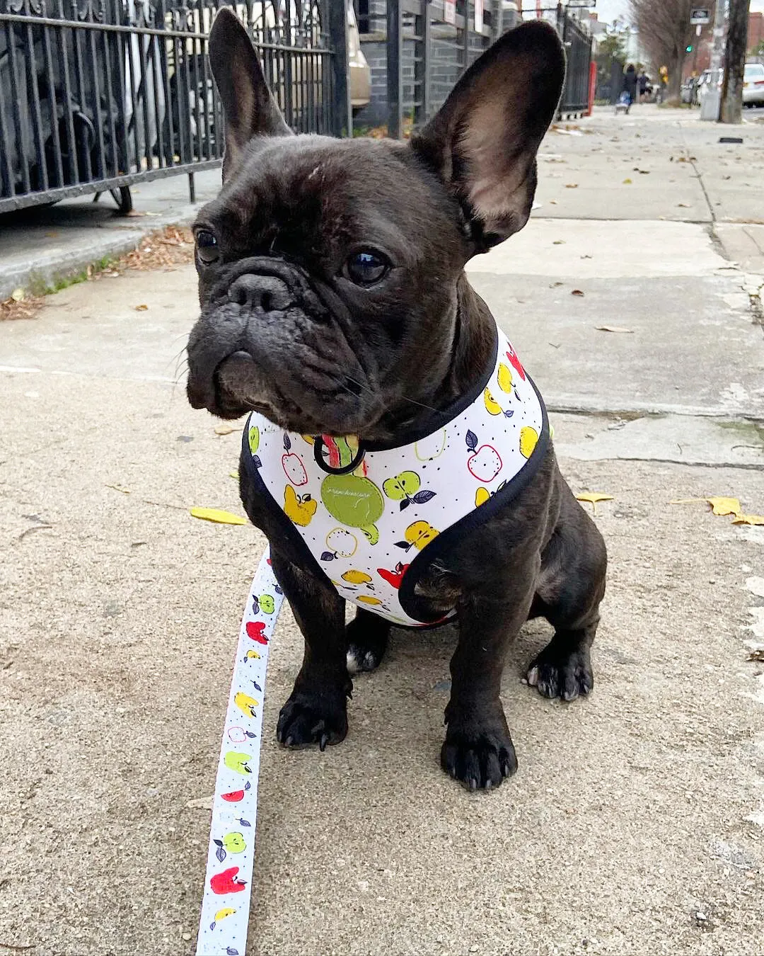 Frenchiestore Reversible Dog Health Harness | Apple