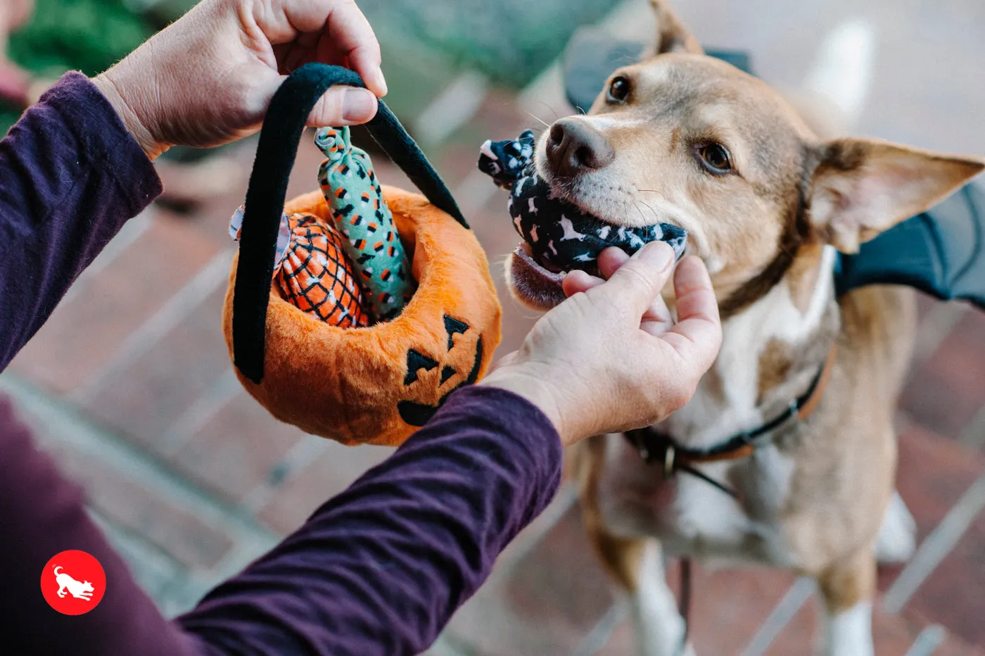 Howl-o-ween Treat Basket, Plush Dog Toy