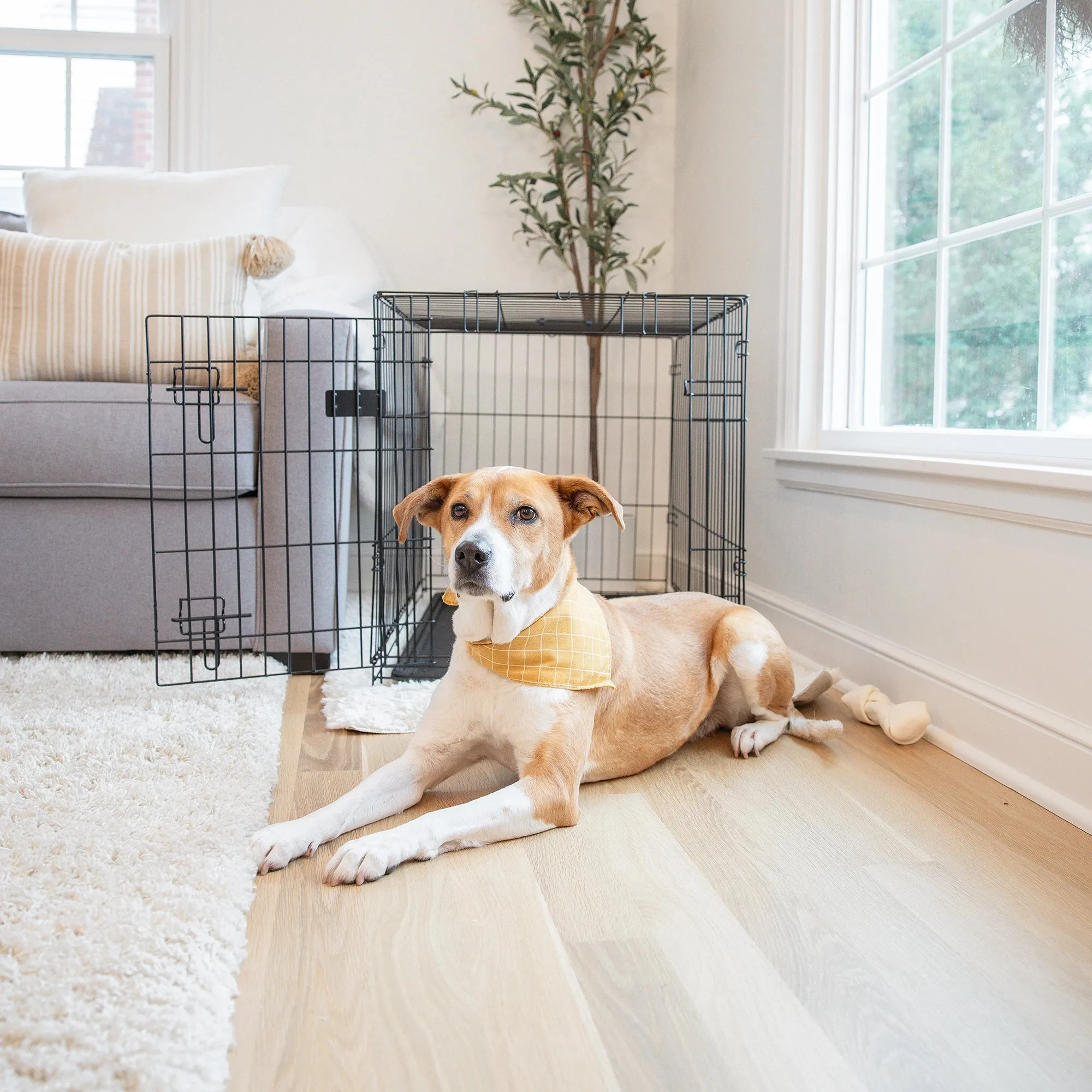 Intermediate Single-Door Dog Crate