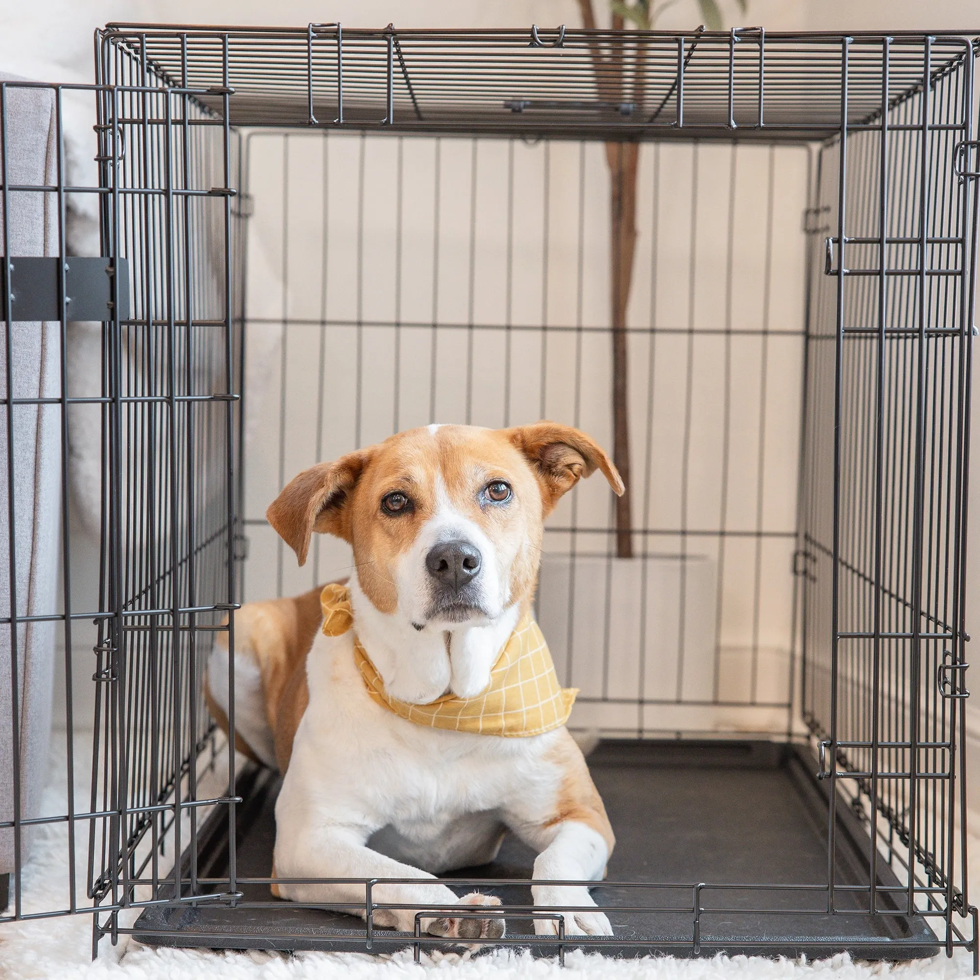 Intermediate Single-Door Dog Crate