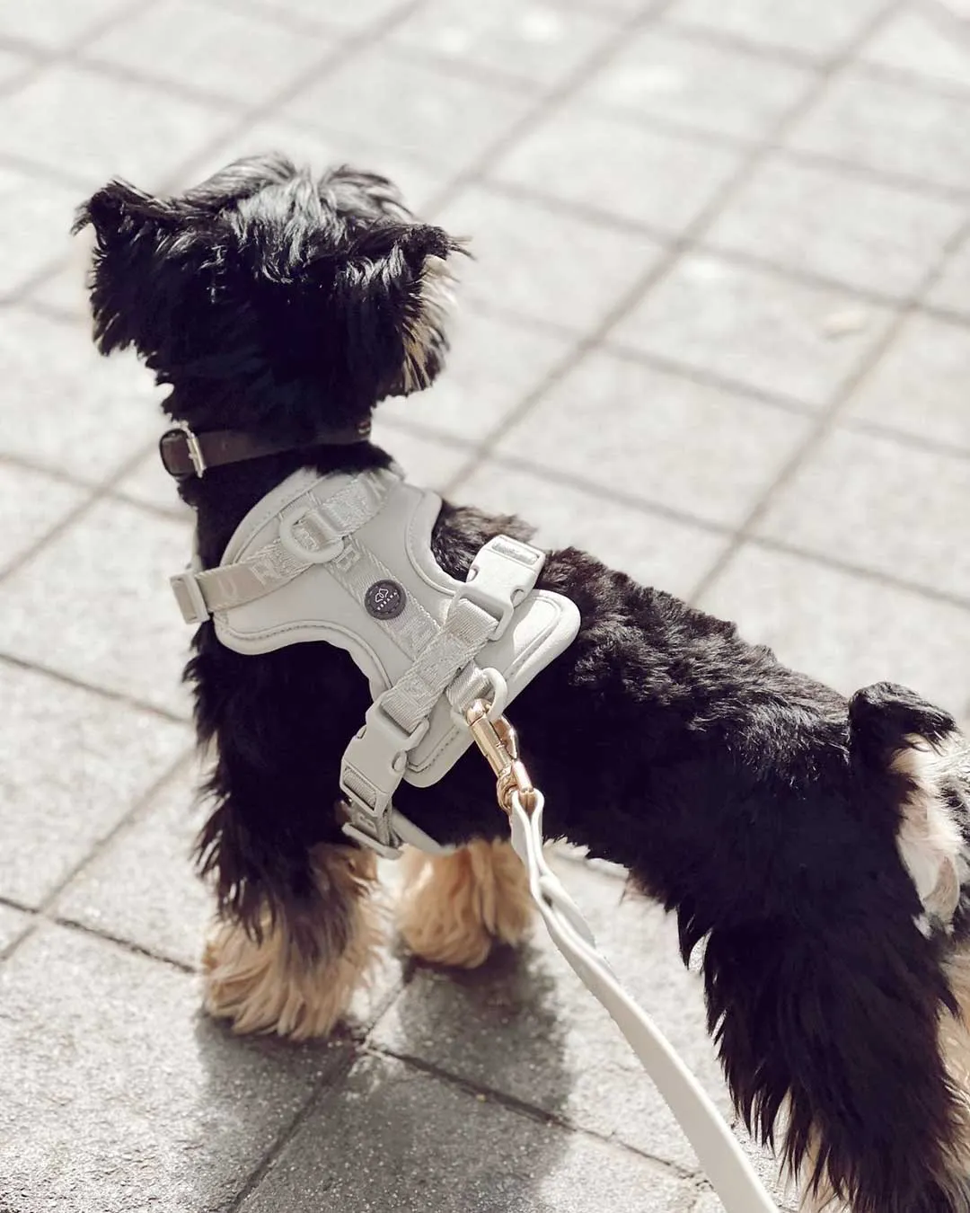 Ivory Vest Dog Harness