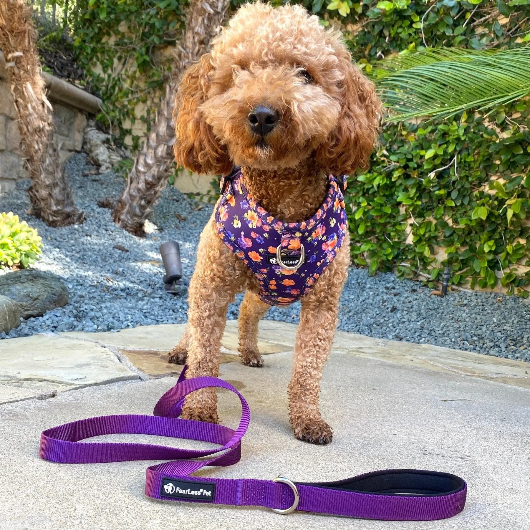 No Pull Cat & Dog Harness  - Purple Poppies