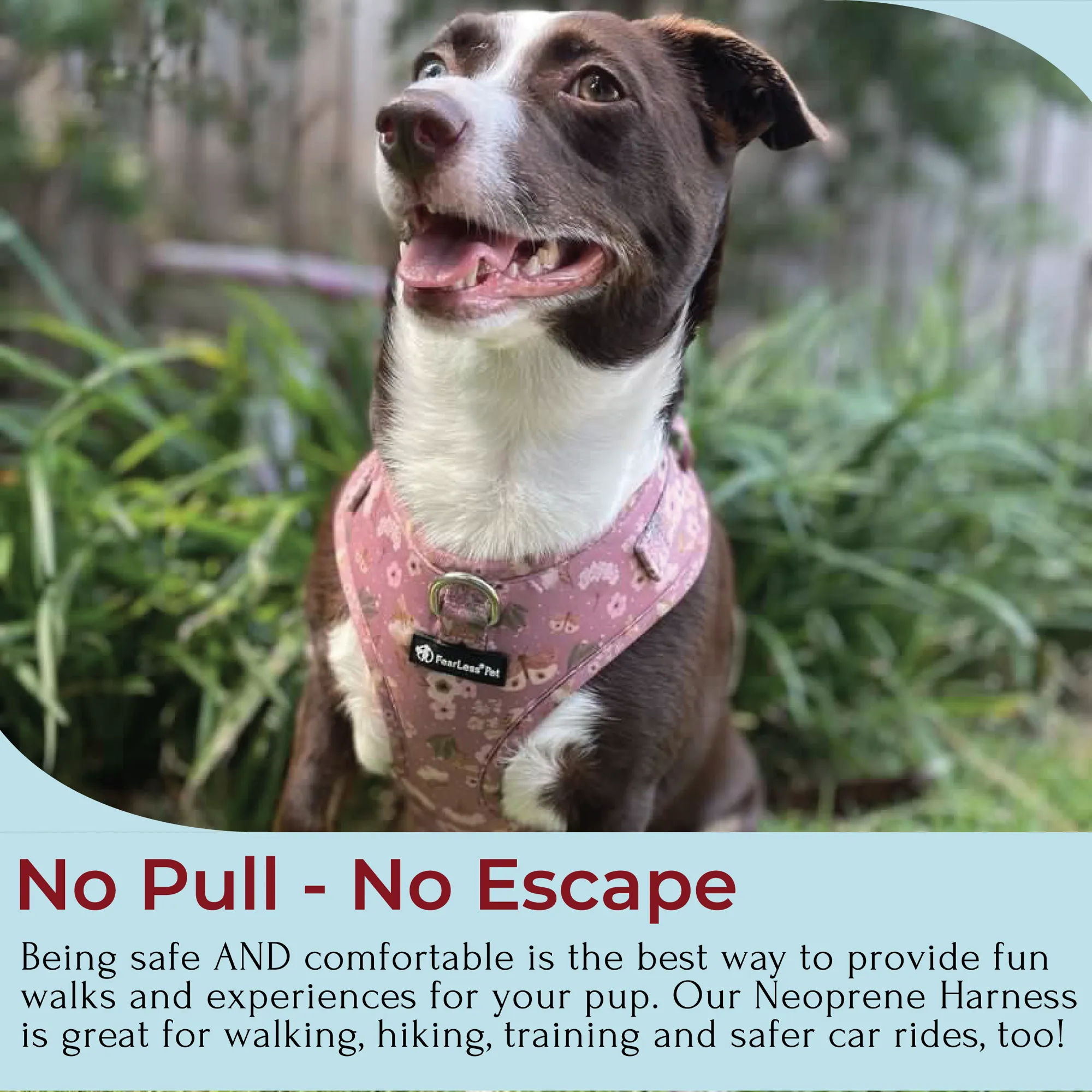 No Pull Neoprene Dog Harness - Bees