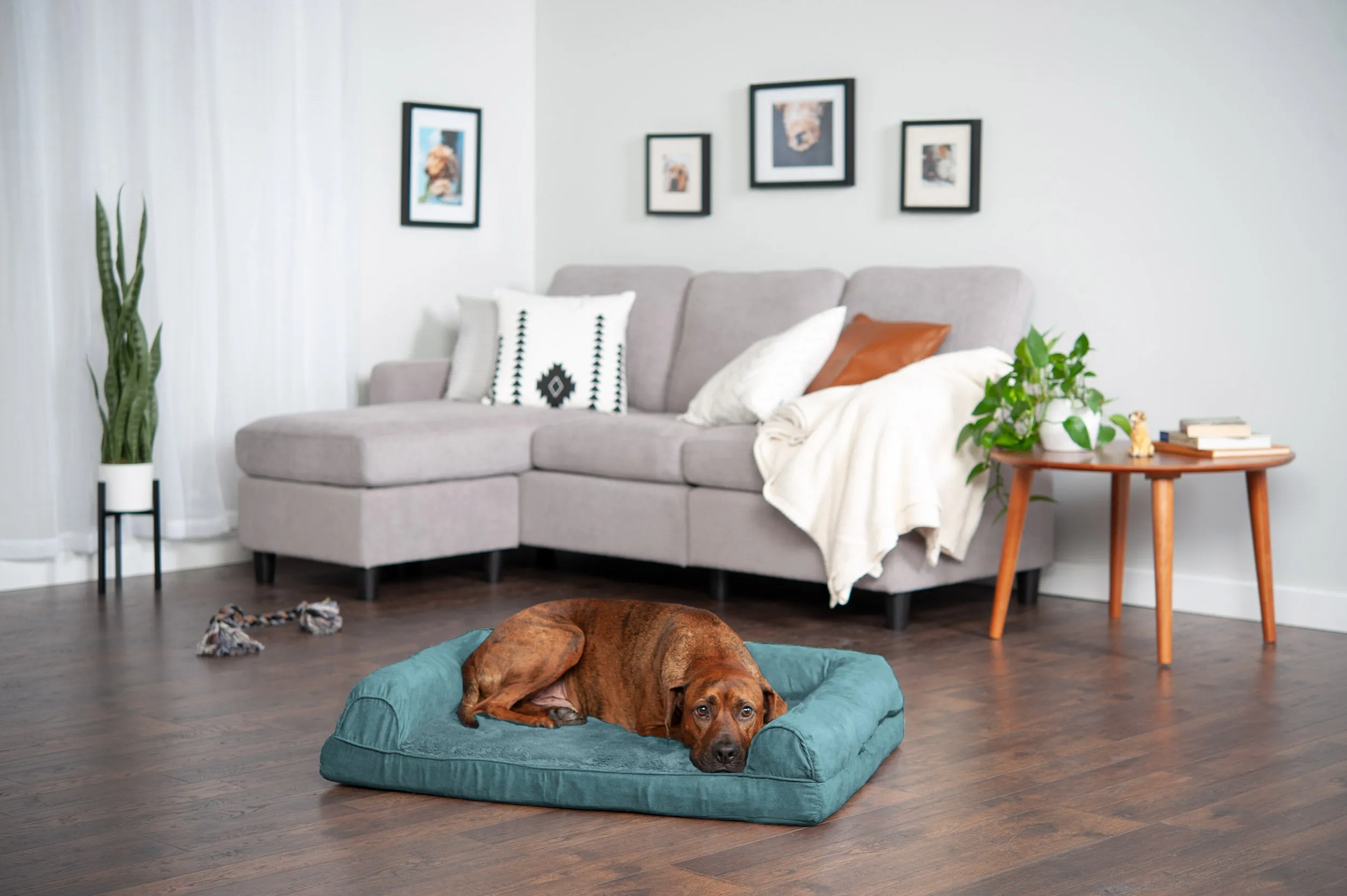 Sofa Dog Bed - Plush & Suede